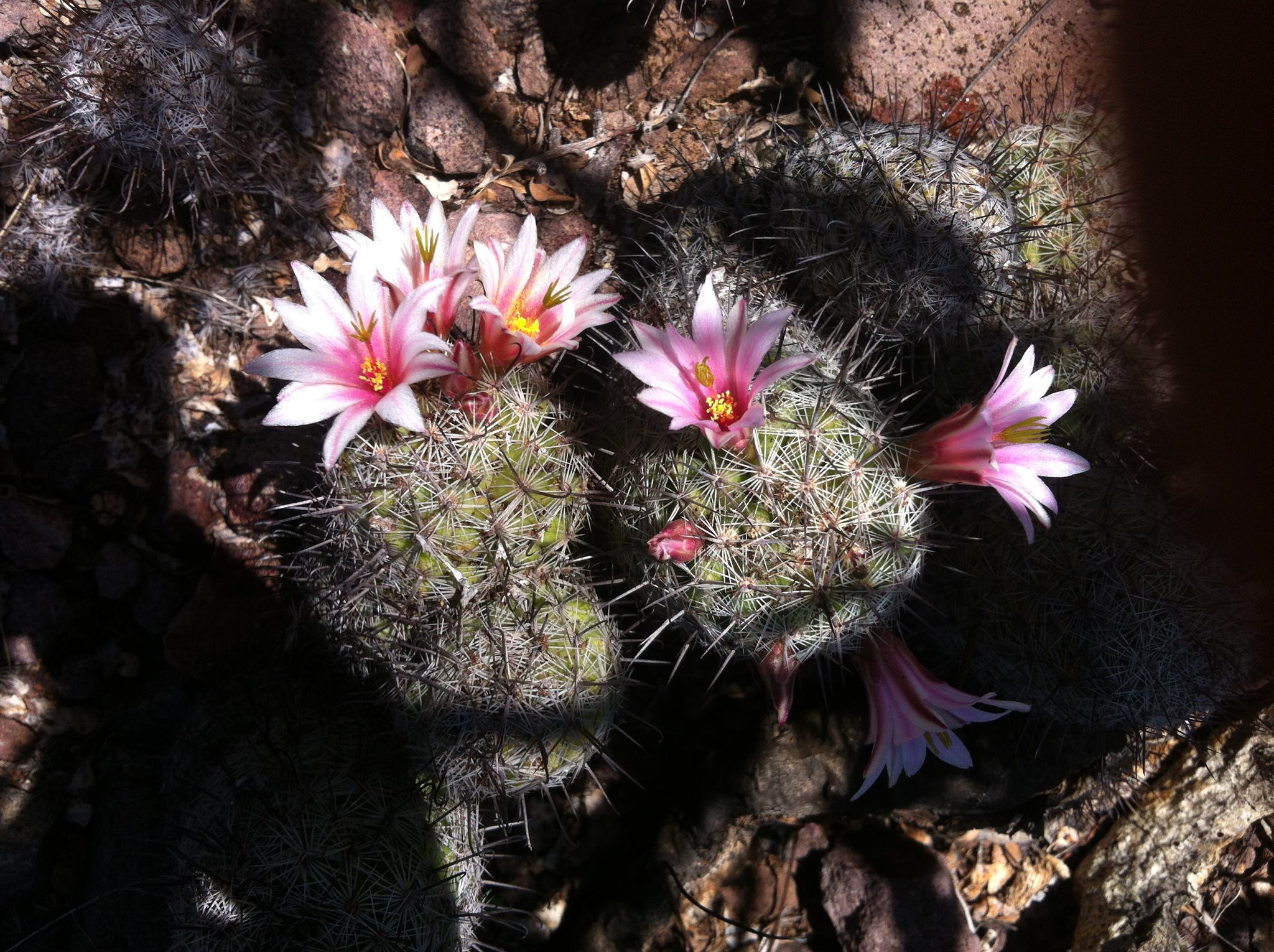 Mammillaria grahamii
